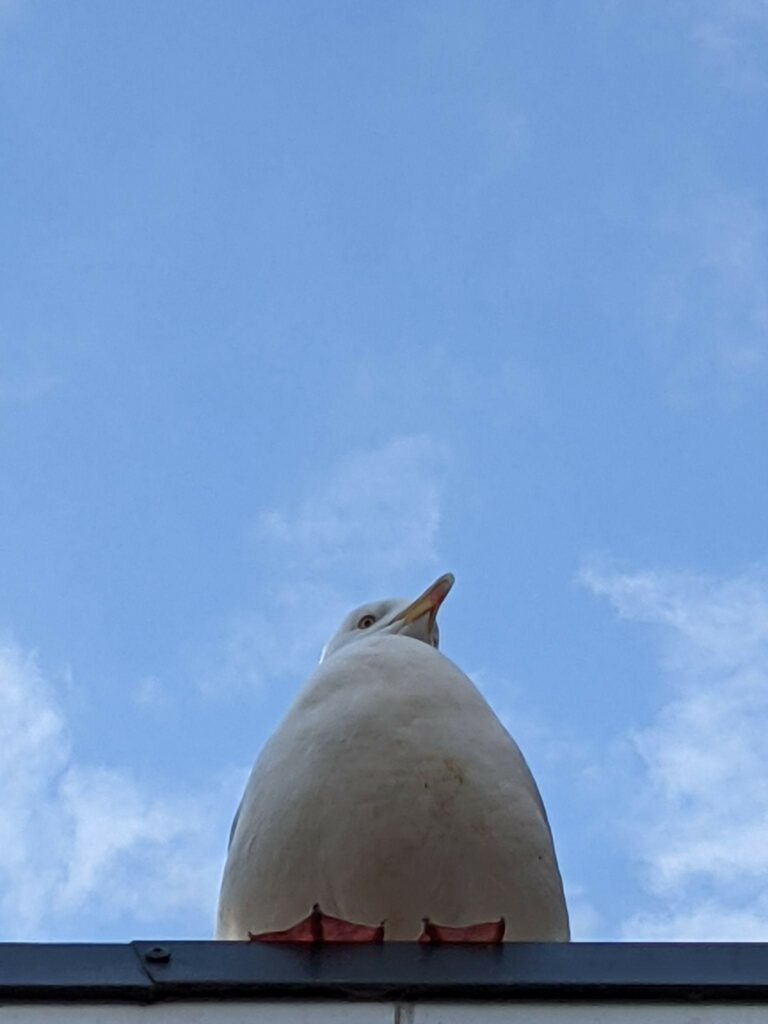 a bird perched on a ledge looking into the distance, the sky above
