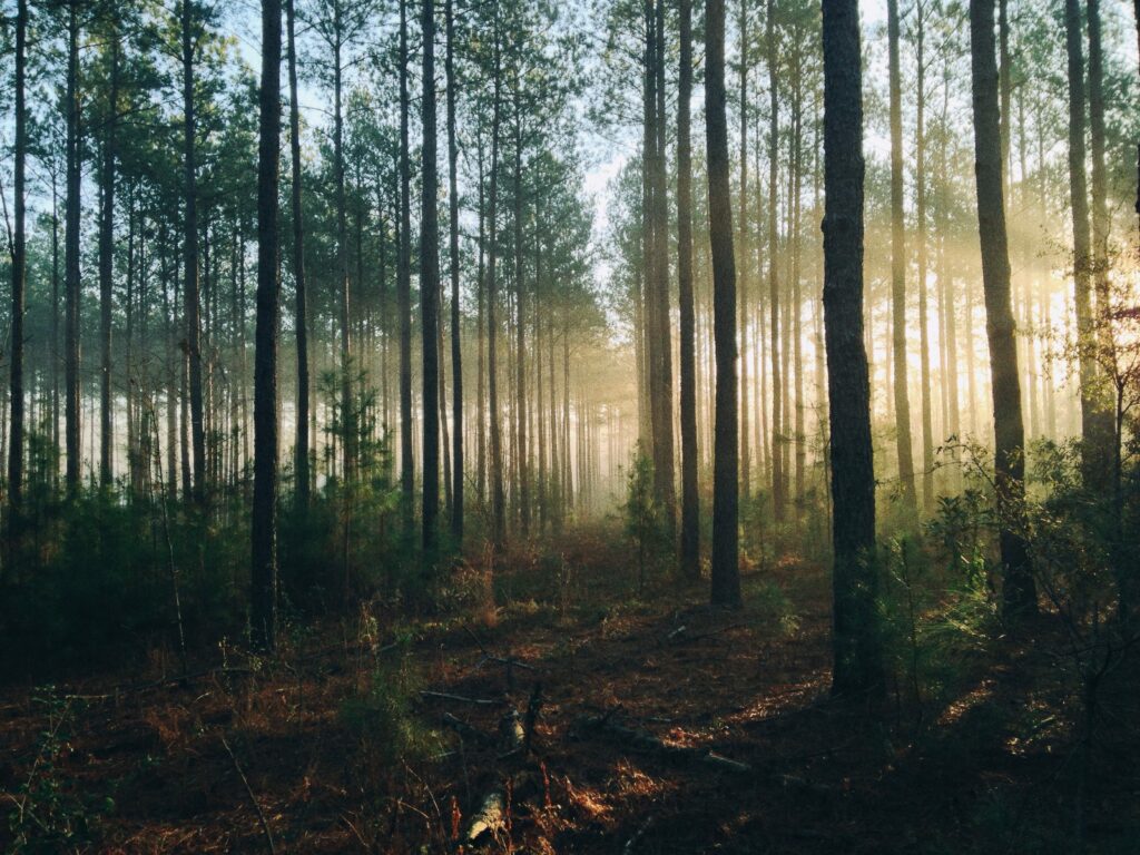 miškas rytą