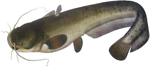 Paprastasis šamas